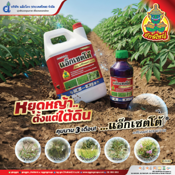 แอ็กเซตโต้